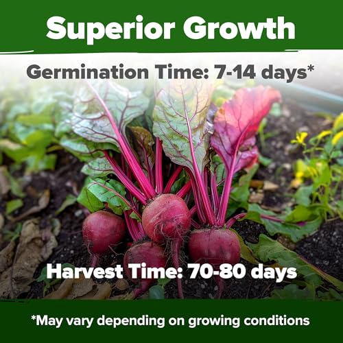 Image of HOME GROWN Detroit Dark Red Beet Seeds 500+ Heirloom Non GMO Seeds for Planting, High Germination, Sweet & Tender Root Vegetable, Edible Greens, Canning, Pickling, Winter Storage (Beta vulgaris)