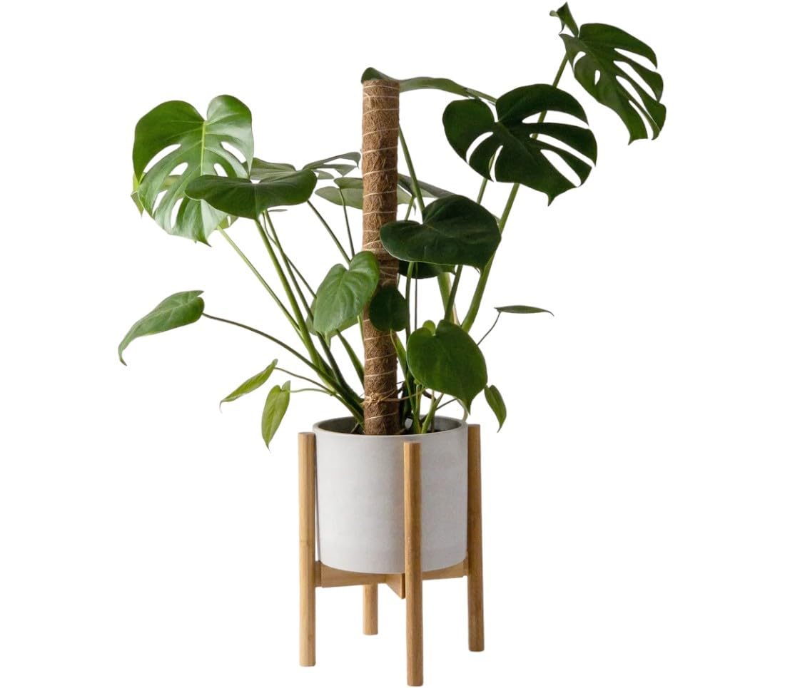 Smart Garden Natural Coco Poles for Plant Support and Growth Enhancement - Eco-Friendly Plant Climbing Coir Pole for Indoor and Outdoor Gardens -(1 Feet, Pack of 1) (B08LH51BH1) Amazon Price History, Amazon Price Tracker