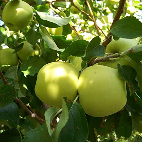 Säulen-Apfelbaum Malus Golden Delicious ca. 60 cm – kompakt, winterhart, ideal für Balkon & Garten, reichtragender Apfelbaum im Topf, pflegeleicht & ertragreich