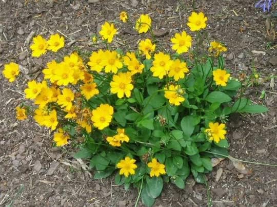 Coreopsis Nana in 4 inch pots. Nicely Rooted (3)