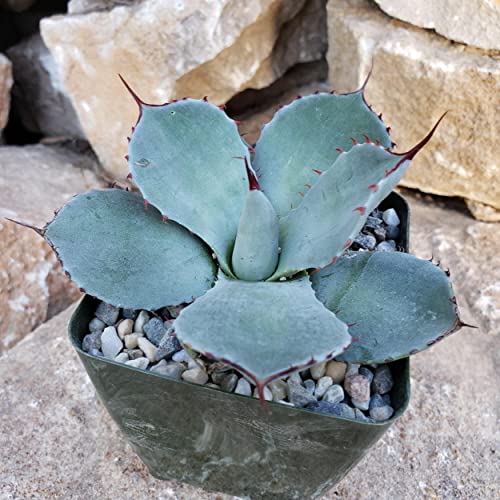 Agave Truncata Cacti Cactus Succulent Real Live Plant #TOP2