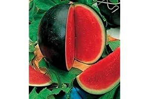 Bush Sugar Baby Watermelon 40+ Seeds