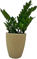VASO POLIETILENO COLUNA BERLIAN GOLD 3D DECORATIVO P/PLANTAS/JARDINS/ESCRITÓRIOS (BEGE)