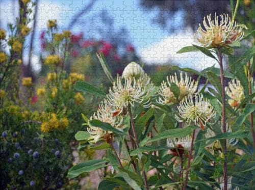 Hardy Drought Tolerant Water Wise Australian Spring Garden 1000 Pieces Jigsaw Wooden Puzzles for Teenager or Adult Toys and Friend Ornamental Gift