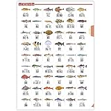 ザ・アクセス クリアファイル お魚 漢字 大全 水族館 A4