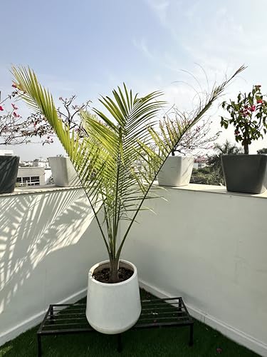 Image of Decora Flora Pot (Stone White)(Small)(Without Drainage Hole)(FL12) || Pots for Plants Polymer || Lightweight || Indoor-Outdoor || Non-Breakable || Non-Fading || Plant Directly ||