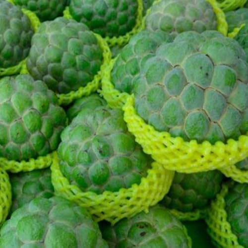 Annona Squamosa Tree Live Plant, 8 Months Old Tropical Sugar Apple Plant Live, 7-12” Tall Include Pot, Sugar Apple Fruit Tree for Outdoor Planting Zones 9-11