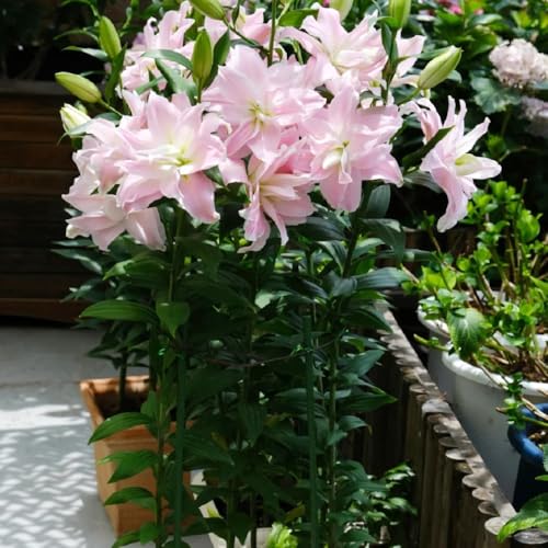 bulbos de lirio perennes resistentes - interior decoración 10pcs