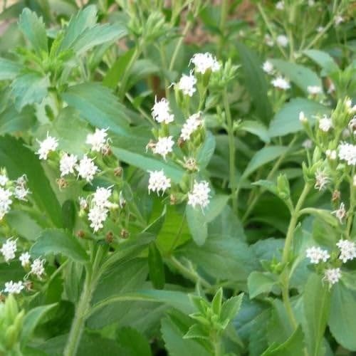Stevia Rebaudiana Seeds (Perennial Flower Seeds)