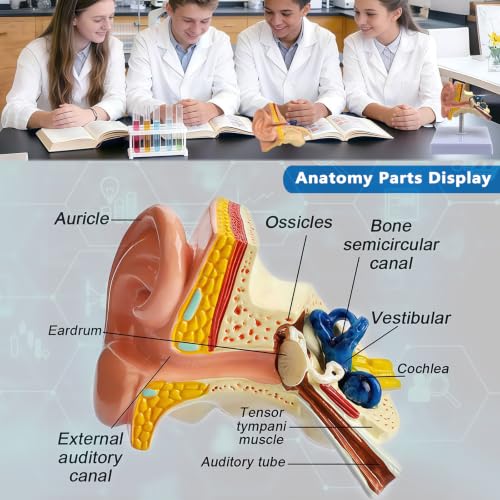Image of 1:1 Scale Human Ear Anatomy Model with Base, Professional PVC,Outer Middle Inner Ear Structure Simulation Model for Teaching Demonstration,Science Classroom,Human Anatomy Study