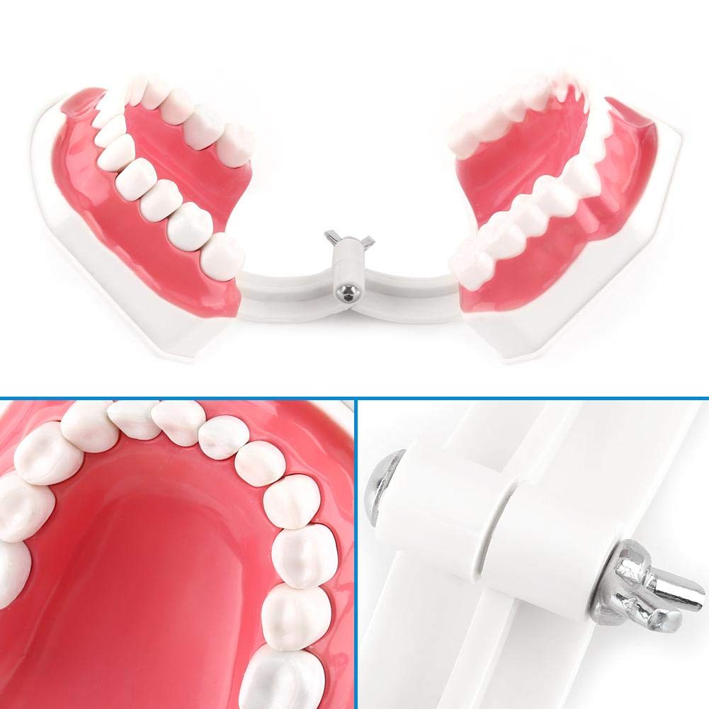 Akozon 1pc Modèle Dentaire 28 Dents Enseignement Dents Brossage Etude Démonstration Dentiste Outil