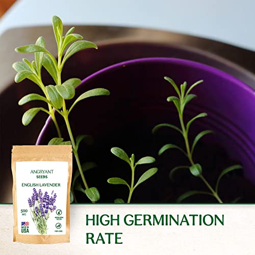 Heirloom English Lavender Seeds - Suitable For Planting Indoors And Outdoors Medicinal Herb Garden - 6,000+ Non-Gmo, Untreated, And Usa Grown Seeds - Easy To Grow Perennial Violet-Purple Flowers #TOP4