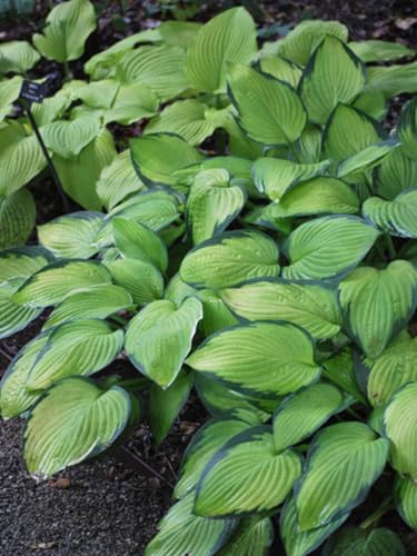 Perennial Farm Marketplace Hosta x 'Gold Standard' (Plantain...