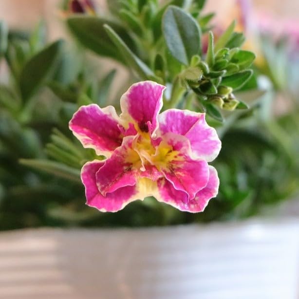 お花の苗　ブルーピンク　黄色 楽天市場】花苗 ビオラ ひよこももか 2鉢セット 3.5号【お届け中