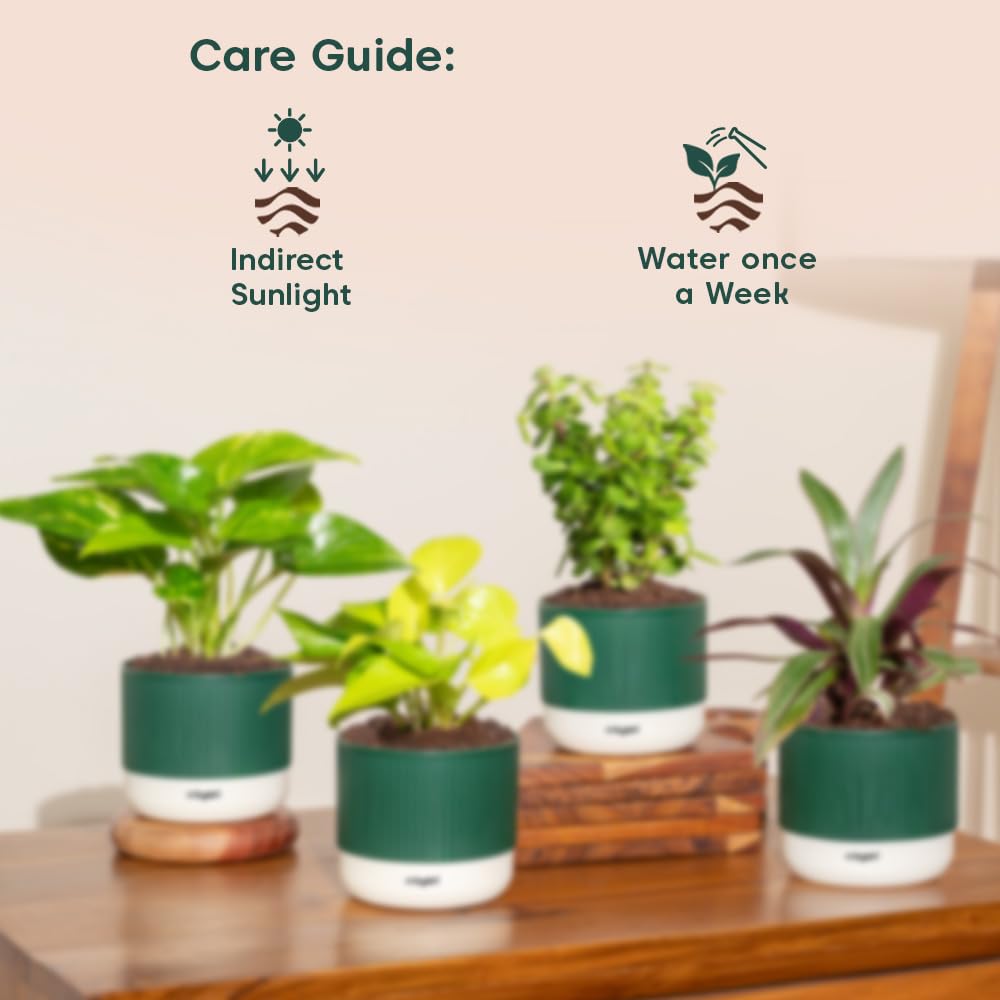Kyari 4-Plant Indoor Combo - Jade, Money & More -7 Kyari 4-Plant Indoor Combo - Jade, Money & More -7