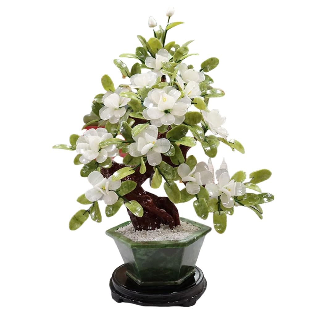 figs bonsai Weeping Fig Bonsai Tree