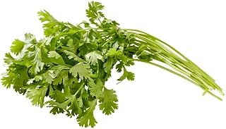 Fresh Cilantro, Pesticide-Free, 5 Pound Bunch, Premium Quality Herbs