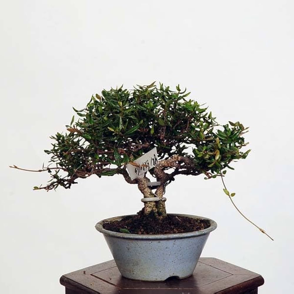 三河盆栽 チリメンカズラ 盆栽 忍作鉢 三河盆栽 チリメンカズラ 盆栽