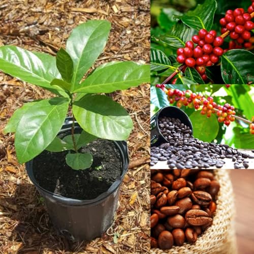 Coffee plant live Pack of 1 live plant