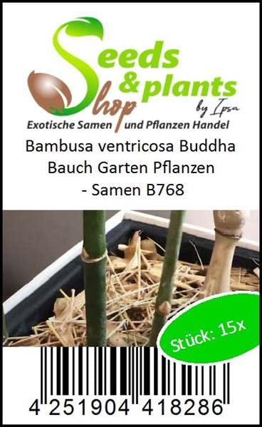 Stk - 15x Bambusa ventricosa Buddha Bauch Garten Pflanzen - Samen B768 - Seeds Plants Shop Samenbank Pfullingen Patrik Ipsa - Image 5