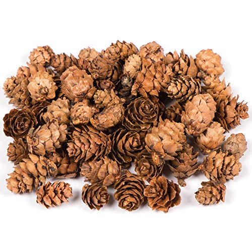 Baker Ross AC492 lariksappels voordeelverpakking — ideaal voor kinderkunst en handwerk, Kerstmis, sensorische stimulatie… - Image 3