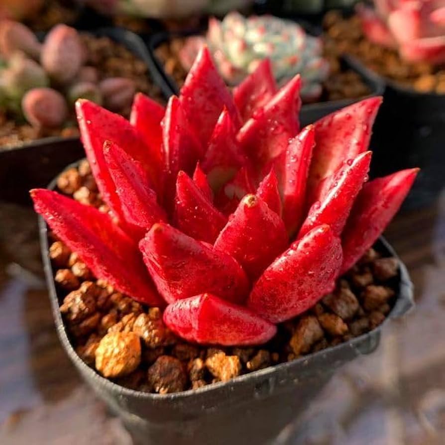 Amazon.co.jp: 農園直売 多肉植物 エケベリア属 ロメオロビンX