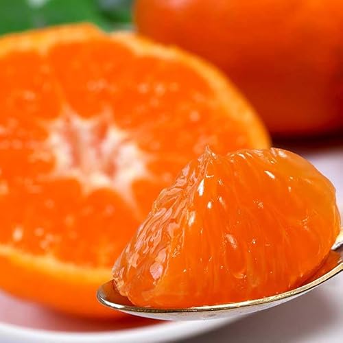 Yn l̖ B݂ 3kg M`LTCY Gi QY i Q̑YnAl璼IōŇIMtg