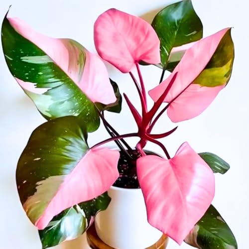 Princess Philodendron Plant, Rare Tropical Variegated Live Indoor...