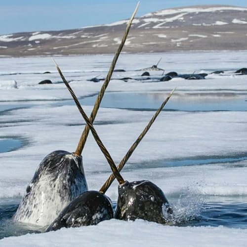 『Episode 4: Narwhal』のカバーアート