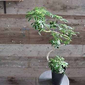 希少 シェフレラ トライアンギュラス 大苗 希少 シェフレラ トライアンギュラス 大苗