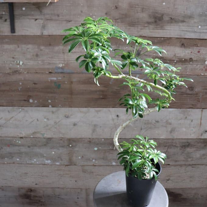 Amazon.co.jp: シェフレラ トライアンギュラス ハート型の葉っぱ 観葉