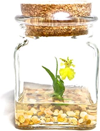 BLOOMIFY Miniature Miniature Orchid Terrarium – Zero Care – 4″ Tall Jar – Psygmorchis pusilla Plant