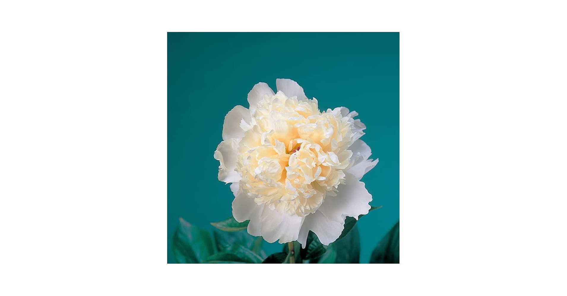 Amazon.co.jp: 芍薬 苗 ラテンドール 12cmポット 白色