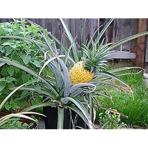 Izaan 105st Ananas fruitzaden