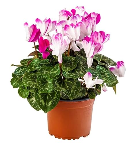 Artánita Natural con Flores de Colores Planta Ideal para Adornar el Jardín o Cualquier Estancia de la Casa