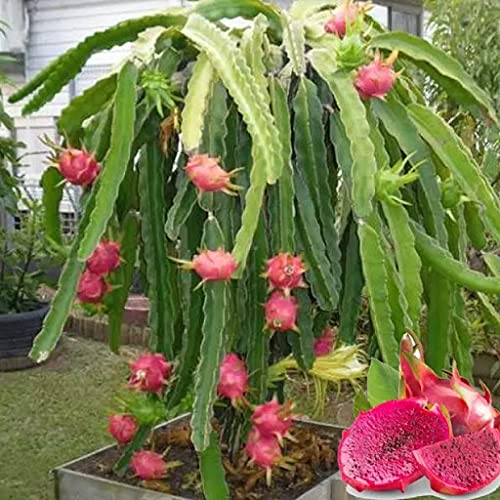 Radny 90pcs Dragon Fruit Seeds