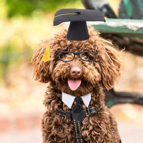 Sombrero y corbata de graduación para mascotas miniatura 7