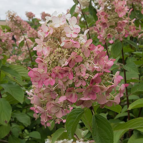 Hydrangea Pink Diamond Garden Plant Hardy Shrub Flowering Garden Plants Easy to Grow 1 x 9cm Pot by Thompson & Morgan