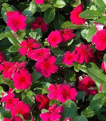 Miniatura 1 de Vinca Titan Borgoña 250 Semillas