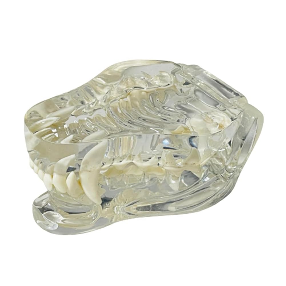 Anatomisches Modell mit transparenten Zähnen für Hunde, Zahntiere, Mundkiefer für tierärztliche Erziehungswerkzeuge (Hund), transparent