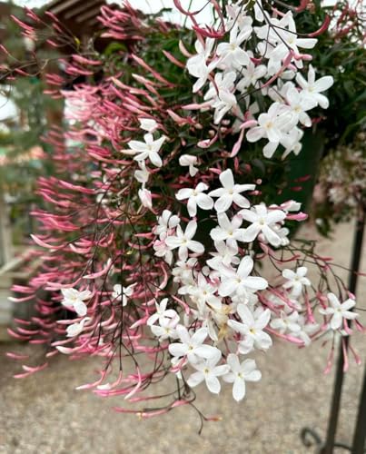 Image of live plants (JASMINE)