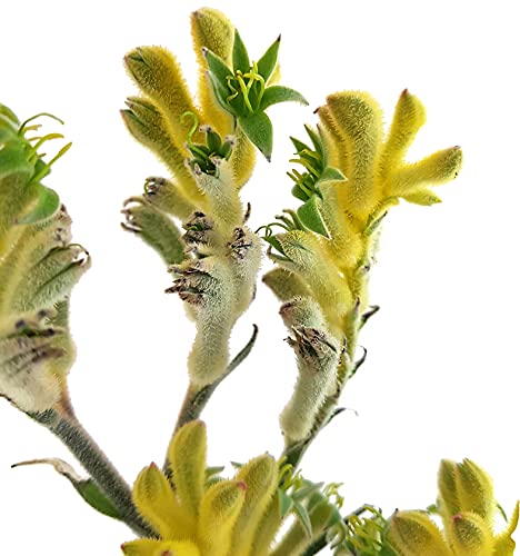 Känguruhpfötchen - Anigozanthos - pflegeleichte Zimmerpflanze - für warme Monate Terrasse/Balkon möglich - Kangaroo Paw Australiens Schönheit für zu Hause (Gelb)