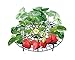 Produktbild UPP Erdbeerreifer & Fruchtreifer | Einstellbare Stützen für Erdbeeren Salat und Tomaten | Schneckenschutz und Schutz vor Fäulnis und Schimmel [5 STK.]