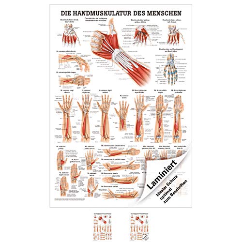 Sport-Tec Handmuskulatur Mini-Poster Anatomie 34x24 cm medizinische Lehrmittel