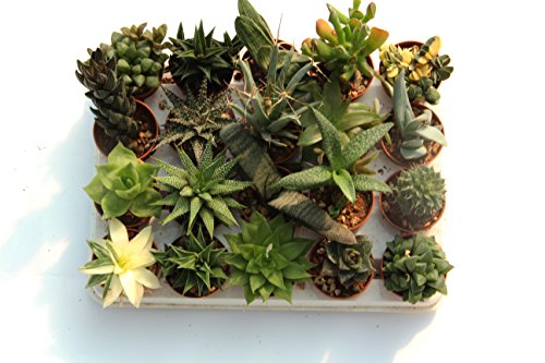 PIANTE GRASSE VERE RARE 20 PIANTE PICCOLE 5,5 VASO COLTIVAZIONE SENZA SPINE SUCCULENTE MINI SET PRODUZIONE VIGGIANO CACTUS