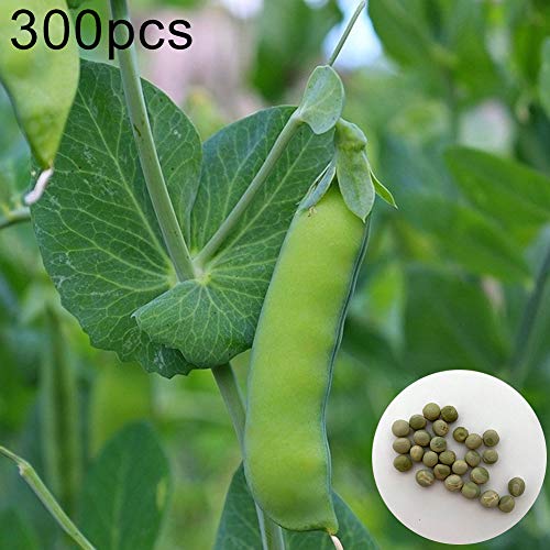 EDQZ-Sugar Snap Pea Seeds, 300Pcs Delicious Vegetable Home Garden Backyard Roof Plant, Easy to Plant, Plant Seeds, Gardening, Home Decor - Pea Seeds