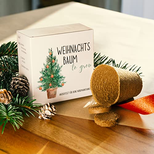 Tannenbaum Geschenk Set - Tannenbaum in der Dose Anzuchtset mit Kokostablette und Zellulose Topf - 8-10 Samen für 5 Tannenbäume Weihnachtsbaum Anzuchtset als Adventskalender Füllung