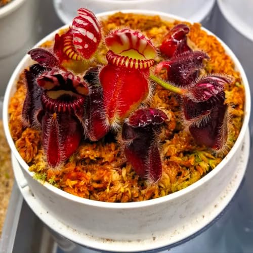 Semillas de planta carnívora de jarra enana bonsái de interior cefaloto folicular cubierta vegetal perenne resistente plantas de jardín de rocas resistentes semillas de bonsái, plantas 85pcs