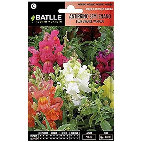 Semillas Batlle - Antirrino Semi Enano para Macetas y Flor Cortada Cover