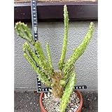 サボテン 初日の出 抜き苗